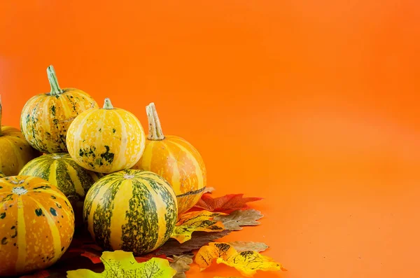 Fondo de otoño con calabazas y hojas — Foto de Stock