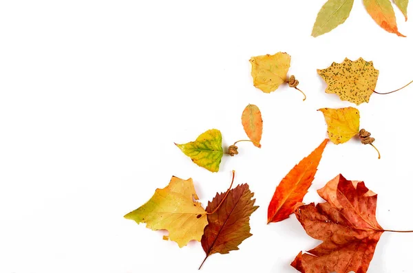 Herfst achtergrond met pompoenen en bladeren — Stockfoto