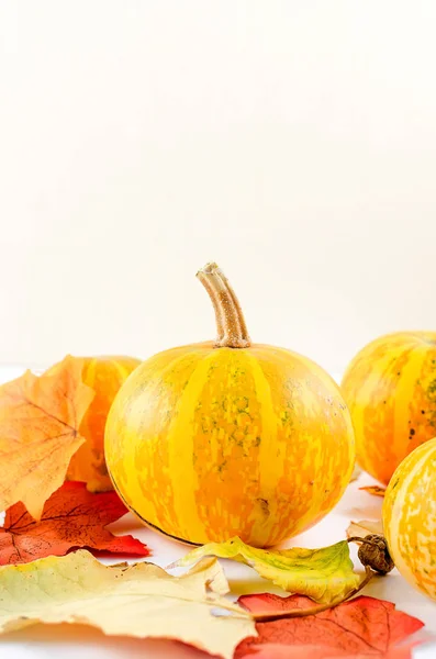 Fond d'automne avec citrouilles et feuilles — Photo