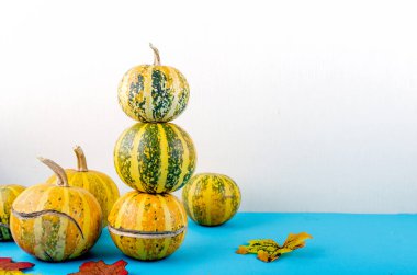 Renkli sonbahar yaprakları ve beyaz arka planda balkabağı. Uzayı metin için kopyala. Sonbahar, sonbahar ya da şükran günü konsepti. Düz yatış, üst görünüm, .