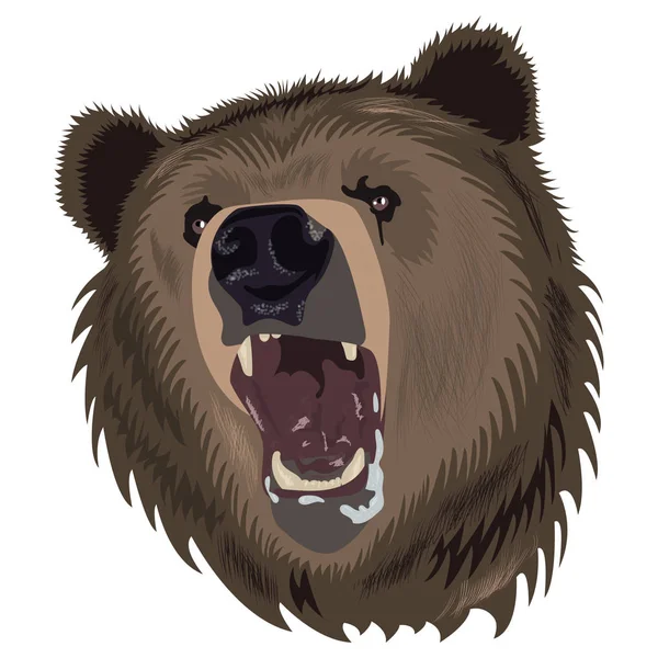 Burun hırıltılı bir ayının vektör çizim