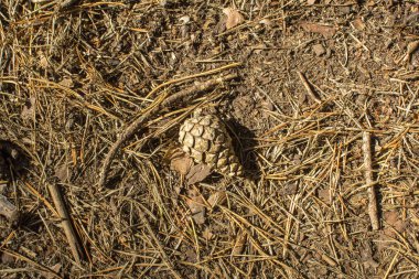 köknar-koni içinde yatan çam kozalakları güneş closeup. Çam kozalakları iğne falan batmazdı günbatımında yalan. Çam kozalakları, orman, yol, çam, Dünya.