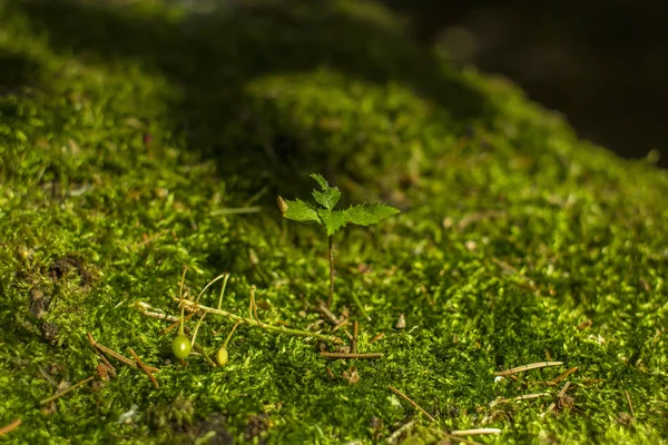 Genç bitki yeşil yosun ormanda yetişen.
