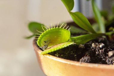 Dionaea 'nın sinek yediği bir fotoğraf.
