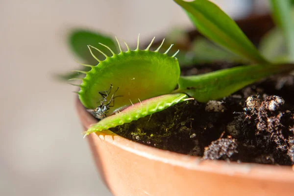 Dionaea 'nın sinek yediği bir fotoğraf.