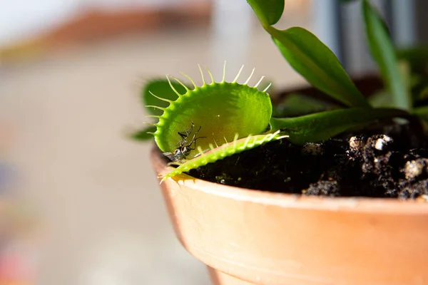 Dionaea 'nın sinek yediği bir fotoğraf.