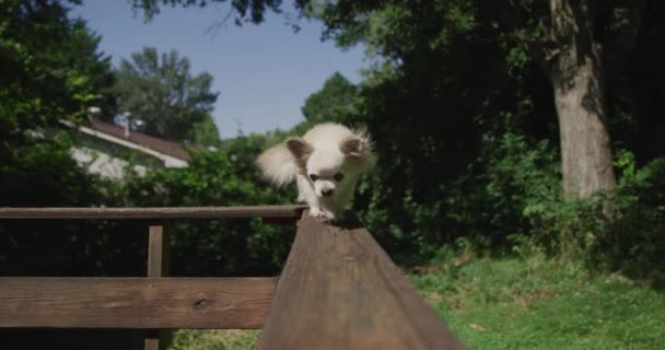 Littlcute e chien chihuahua dans le parc d'été marchant sur un rail — Video