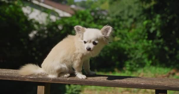 Kleine schattige hond chihuahua in zomerpark wandelen op een rail — Stockvideo