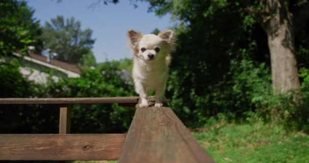 Littlcute e dog chihuahua in summer park walking on a rail — Stockvideo