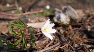 Bahar şakayığı (Anemonastrum) rüzgarla hareket eder. Yakın çekim görüntüleri.