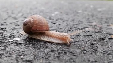 Salyangoz, sümüklü böcek yaz yağmurundan sonra asfalt yolda yavaş ilerliyor. Yakın çekim görüntüleri.