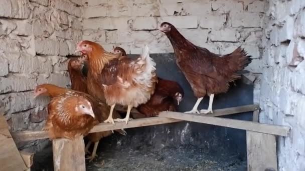 Groupe Poules Intérieur Poulailler Dans Poulailler — Video