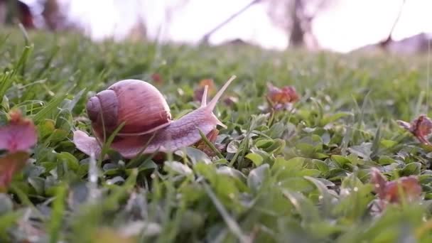 Escargot Boîte Limace Déplaçant Lentement Dans Herbe Humide Après Pluie — Video