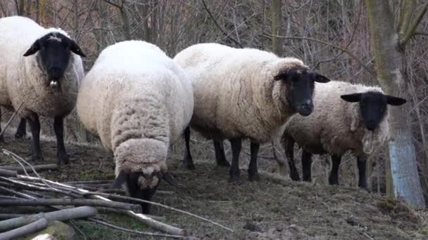丘の上に冬に面白い毛皮の脂肪羊の放牧のグループ — ストック動画