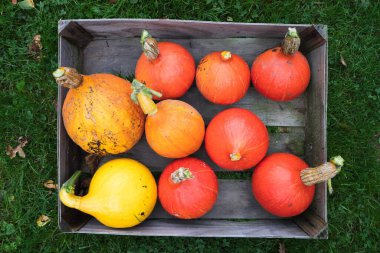 Bir kutu içinde yatan bir grup portakal hasadı Hokkaido kabağı. Yukarıdan görüntüle.