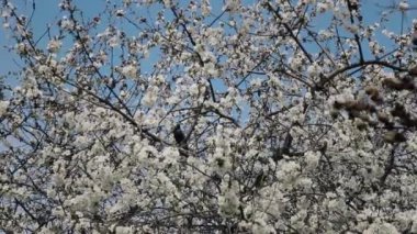 Çiçek açan kiraz ağacında oturan siyah tüylü küçük sığırcık. Bahar zamanı ve kuşlar eve dönüş konsepti.