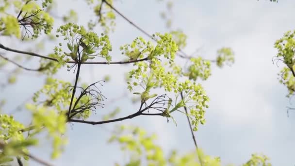 Blommande gren av träd med gula blommor vid blåsig vårdag. — Stockvideo