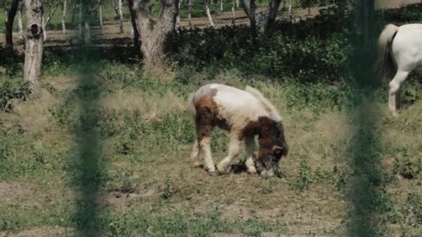 Handhållen bild av ponny föl bete gräs, utsikt genom staket. Djurpark eller reservat för djurhållning. — Stockvideo