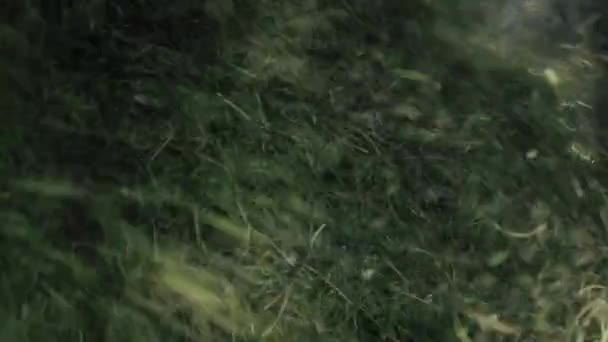 Zblízka záběr čerstvě posekané zelené trávy padající ze sekačky do kolečka a letící ve větru. Ruce senaře rovnoměrně rozloží sekanou trávu. — Stock video