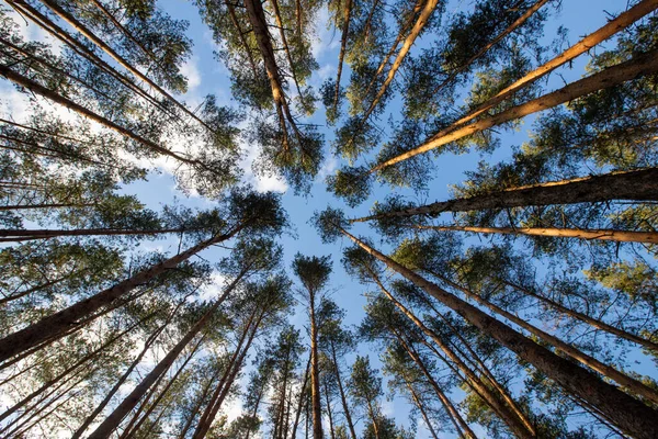 Floresta Pinheiros Topos Árvores Contra Céu Azul — Fotografia de Stock