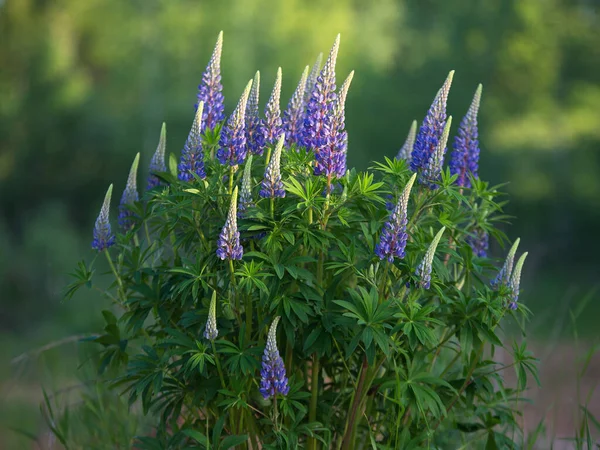 Blu Viola Lupini Fioritura Giugno Pendio Sabbioso — Foto Stock