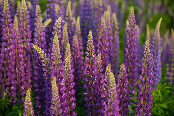 Blaue Und Violette Lupinen Blühen Juni Einem Sandigen Hang — Stockfoto
