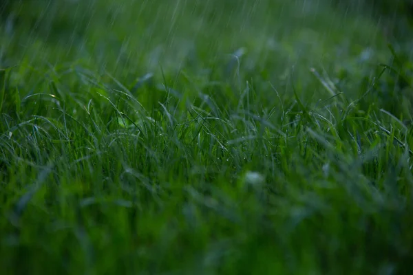 年轻的绿草 雨水滴在草坪上 — 图库照片