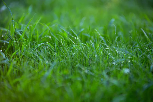雨の中の芝生に水が落ちる若い緑の草 — ストック写真
