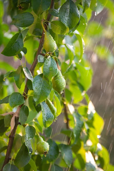 눈새는 나뭇가지에 열매를 맺으며 후에는 물방울이 떨어진다 — 스톡 사진