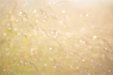 Bokeh ışığı, çimenlerin bulanık arkaplanı ve kontürlenmiş güneş ışığı altında su damlacıkları.