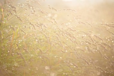 Bokeh ışığı, çimenlerin bulanık arkaplanı ve kontürlenmiş güneş ışığı altında su damlacıkları.