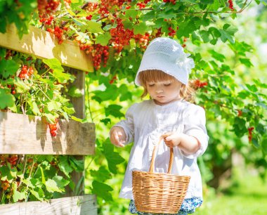 Sepetli beyaz bluzlu bir kız daldan üzümlü üzümler topluyor.