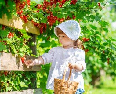 Sepetli beyaz bluzlu bir kız daldan üzümlü üzümler topluyor.