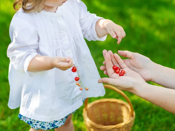 Egy Fehér Blúzos Lány Kosárral Vörös Ribizli Bogyókat Gyűjt Anyjával — Stock Fotó