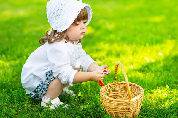 Девушка в белой блузке с корзиной собирает ягоды красной смородины
