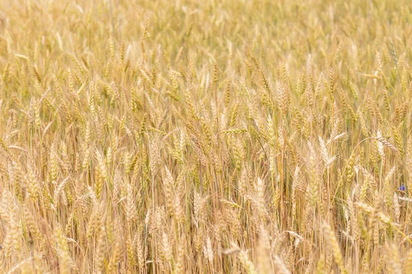 Колосья Пшеницы Васильками Поле Летний Июльский День — стоковое фото