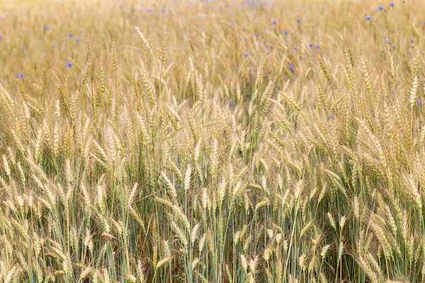 Orelhas Trigo Com Flores Milho Campo Dia Verão Julho — Fotografia de Stock