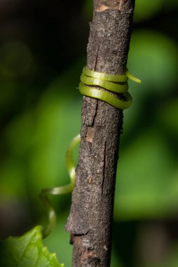 Ağaç desteğine tutunan bir salatalığın yeşil filizleri.
