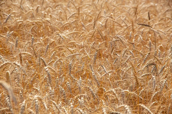 Campo Trigo Amarelo Com Orelhas Maduras Dia Ensolarado — Fotografia de Stock