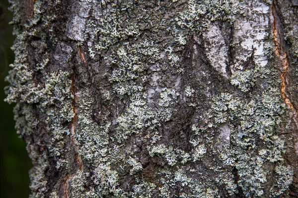 Vita Lavar Barken Ett Träd Skogen Naturlig Textur — Stockfoto