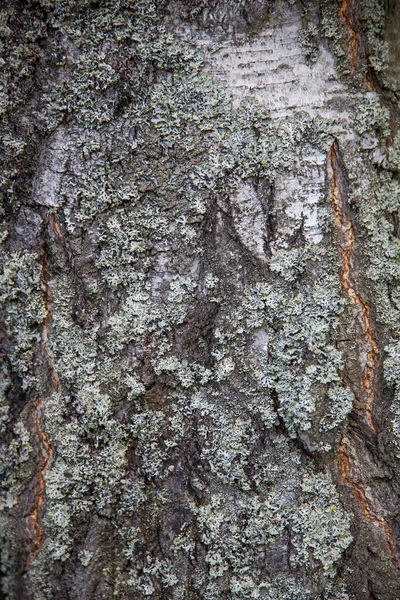 Vita Lavar Barken Ett Träd Skogen Naturlig Textur — Stockfoto