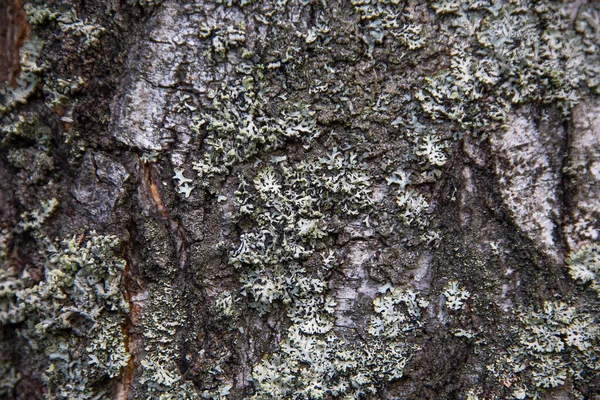 Licheni Bianchi Sulla Corteccia Albero Nella Foresta Consistenza Naturale — Foto Stock