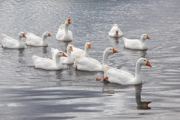 Group White Domestic Geese Floating Surface River Shore Summer Day — Stock Photo, Image