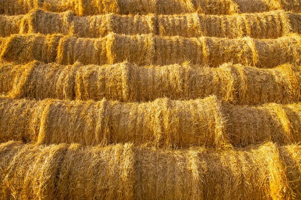 rollers made of dry pressed yellow straw, stacked in a pyramid in a field, against a blue sky with clouds