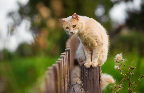 Beyaz ve kırmızı bir kedi eski bir ahşap köy çitinde oturur ve sabahın erken saatlerinde sokağa bakar.