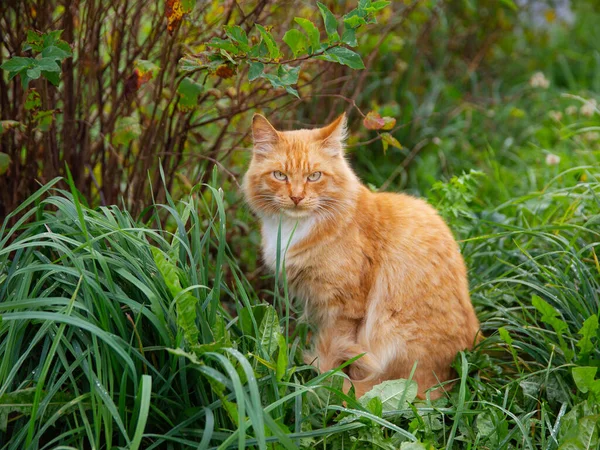 Gato Doméstico Vermelho Caminha Longo Estrada Outono Manhã Cedo — Fotografia de Stock