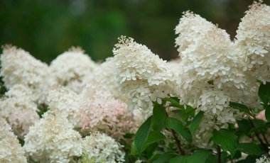 Çiçek açan beyaz ve pembe ortanca çalıları, yaz günü, arka plan