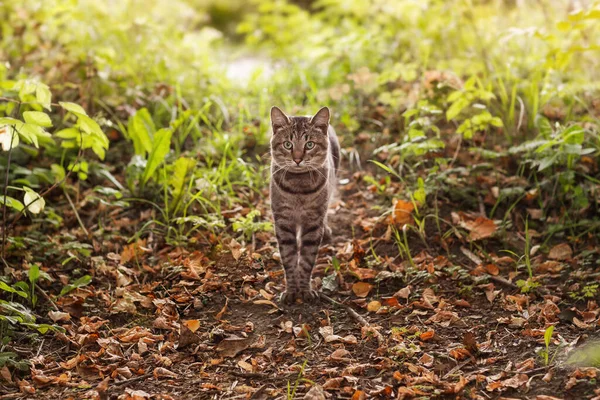 Gato Tabby Caminha Nos Arbustos Uma Noite Verão — Fotografia de Stock