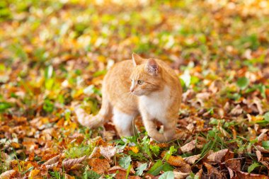Kırmızı kedi sonbahar parkında yürüyor. Düşen yaprakların üzerinde.
