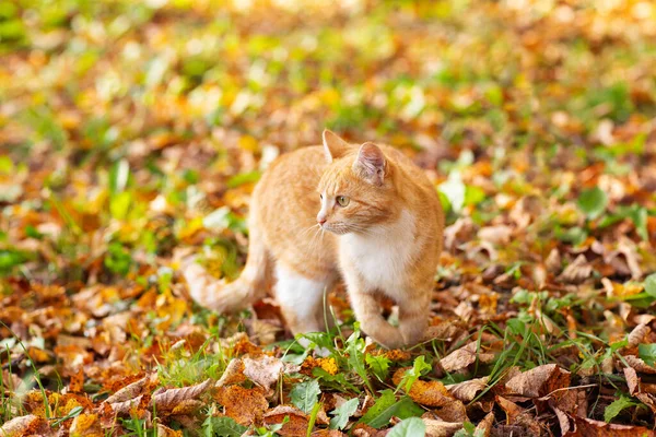 Gato Vermelho Caminha Parque Outono Nas Folhas Caídas — Fotografia de Stock